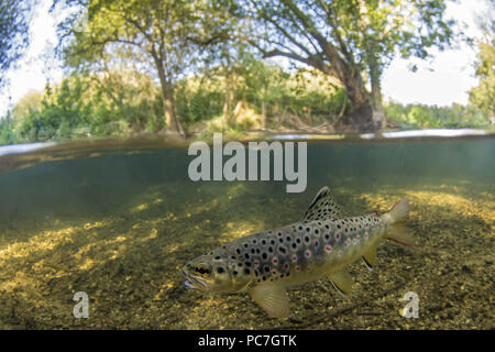 brown trout, salmon trutta,  rwaiting for flies near surface, River Frome , Dorset, September Stock Photo
