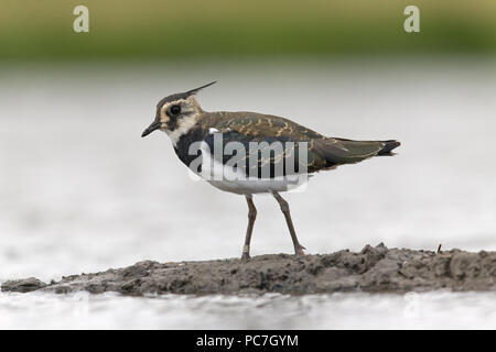 Northern Lapwing (Vanellus vanellus) adult female, non breeding plumage, walking on mud, with leg ring, Suffolk, England, UK, July Stock Photo