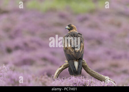 Golden Eagle (Aquila chrysaetos) adult, perched on branch among flowering heather, August, controlled subject Stock Photo