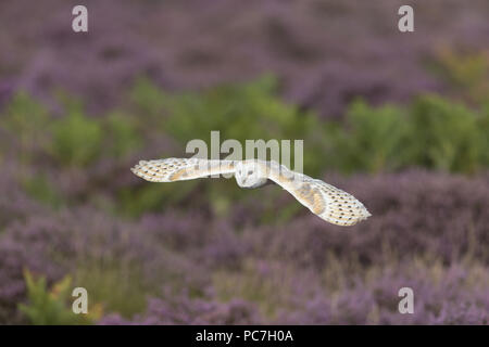 Barn Owl (Tyto alba) adult, flying over heathland, Suffolk, England, August, controlled subject