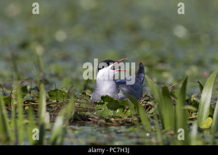 Whiskered Tern (Chlidonias hybrida) summer plumage adult, sitting on nest among aquatic vegetation, calling, Danube Delta, Romania, June Stock Photo