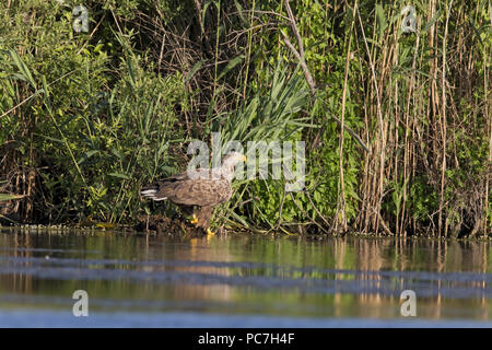 White-tailed eagle (Haliaeetus albicilla), adult, perched at waters edge, Danube Delta, Romania, June Stock Photo