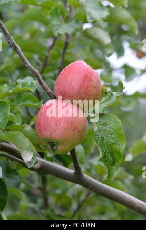 Apple Ducks Bill Stock Photo - Alamy