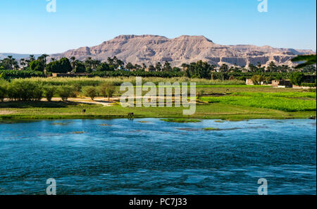 Scenic view across fields towards desert mountain tops from cruise ship with grazing horses, River Nile, Egypt, Africa