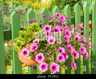 Petunia flower deco at a green wooden fence Stock Photo