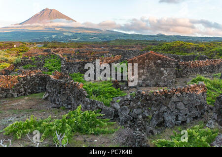 The silhouette of the Mount Pico, overlooking the hedge rows dividing the vineyards of Pico Island, Azores, Portugal Stock Photo