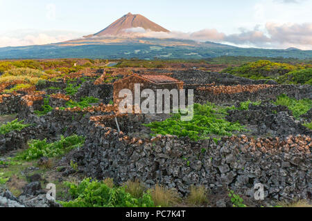 The silhouette of the Mount Pico, overlooking the hedge rows dividing the vineyards of Pico Island, Azores, Portugal Stock Photo