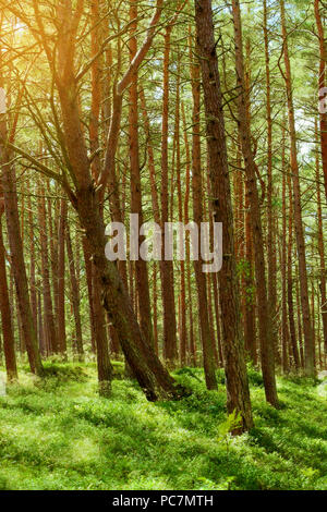 Summer pinewood. Scots or Scotch pine Pinus sylvestris trees in ...