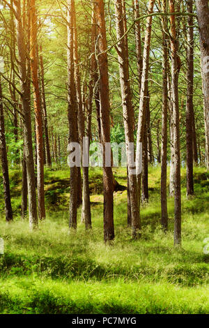 Summer pinewood. Scots or Scotch pine Pinus sylvestris trees in ...