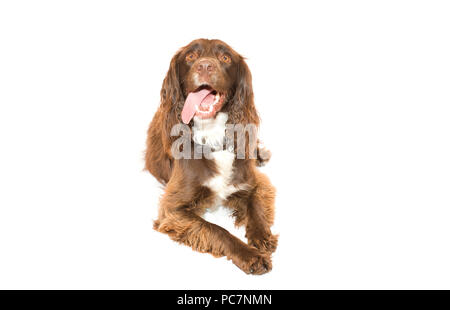 Male Sprocker Spaniel sat down on isolated white background