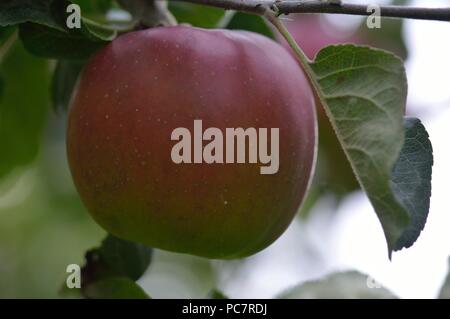 Apple violette Stock Photo