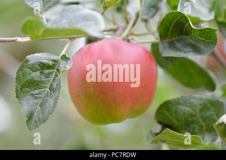 Apple violette Stock Photo