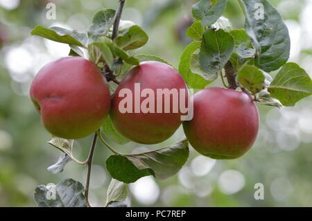 Apple violette Stock Photo