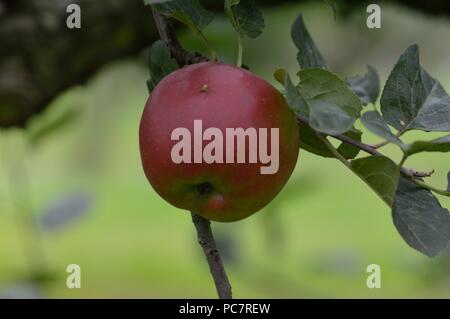 Apple violette Stock Photo