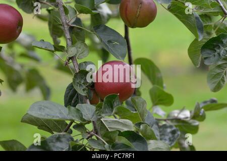 Apple violette Stock Photo