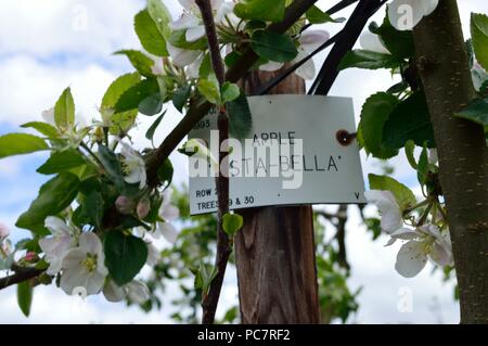 Apple Vista Bella Stock Photo