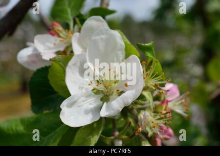 Apple Vista Bella Stock Photo