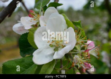 Apple Vista Bella Stock Photo