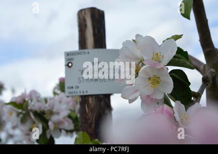 APPLE  Washington Strawberry Stock Photo