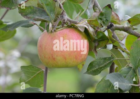 Apple Ye Old Peasgood Stock Photo