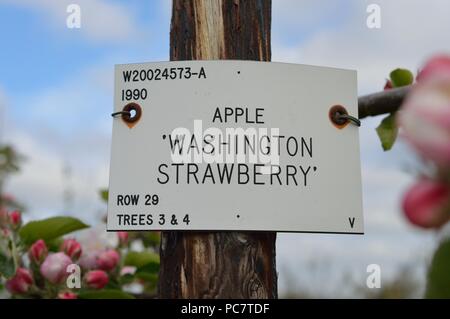 Apple Washington Strawberry - Flowers Stock Photo