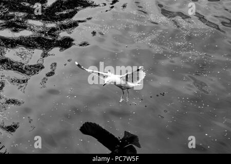 Birds in canals of Amsterdam, Netherlands Stock Photo