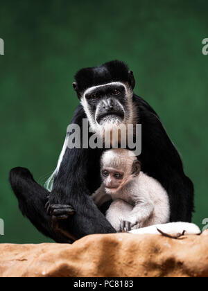 Black-and-white colobuses (or colobi) are Old World monkeys of the genus Colobus, native to Africa. Stock Photo