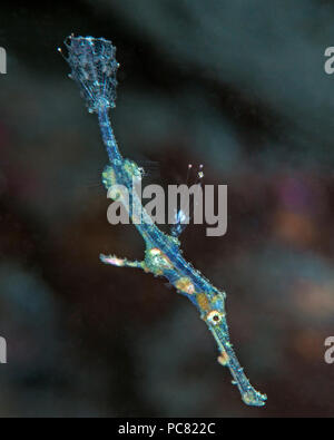 Juvenile ornate ghost pipefish (Solenostomus paradoxus). Lembeh Straits, Indonesia. Stock Photo