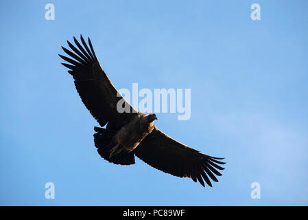 Juvenile Andean Condor soaring Stock Photo