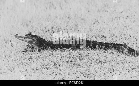 Black and white photo of baby alligator. Stock Photo