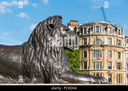 Barbary lion statue at the base of Nelson's Column in Trafalgar Square in London, England, UK Stock Photo