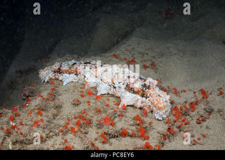 This sea cucumber, Holothuria pervicax, was photographed at night. It is rare to see during the day. Red boring sponge, Hamigera sp, is covering the f Stock Photo