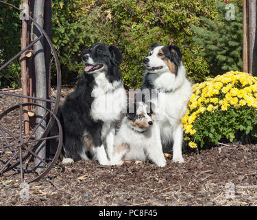 two lovely adult and one cute puppy australian shepherds sitting posed in a rustic garden Stock Photo