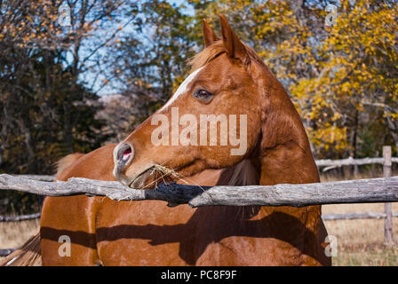 head portrait of an alert arabian horse behind a rustic fence in a natural setting eating grass Stock Photo