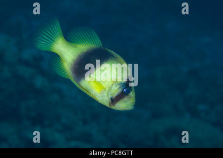 Barred Soapfish, Diploprion bifasciatum, is also known as the double-banded soapfish, Philippines. Stock Photo