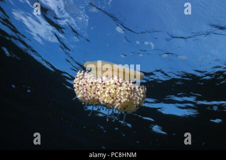 Jellyfish, Qualle Stock Photo