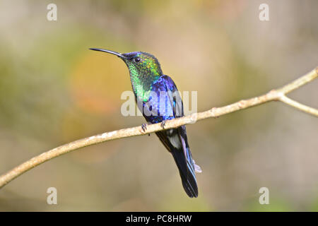 Detail of a male crowned woodnymph hummingbird, Thalurania columbica. Stock Photo