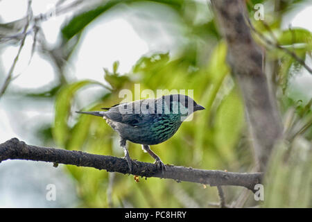 Black-capped Tanager, Tangara heinei. Stock Photo