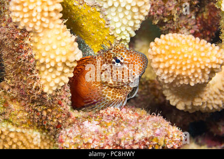 This male shortbodied blenny, Exallias brevis, is guarding it's egg mass that was laid deep into antler coral.  Hawaii. Stock Photo