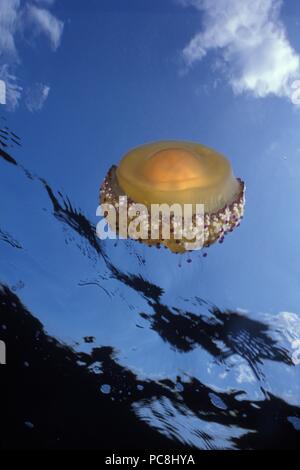 Jellyfish, Qualle Stock Photo