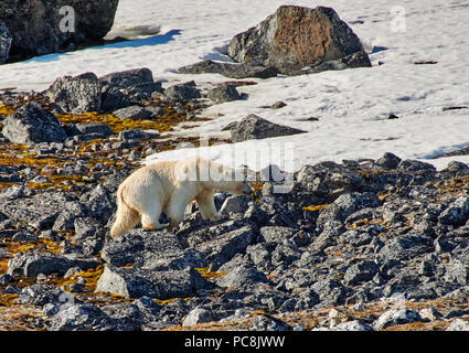 polar bear (Ursus maritimus) steeping on stones, Svalbard or Spitsbergen, Europe Stock Photo