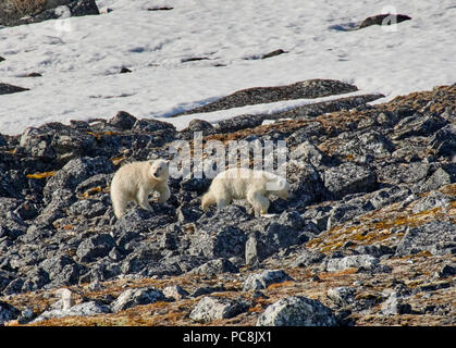 two polar bear cubs (Ursus maritimus) steeping on stones, Svalbard or Spitsbergen, Europe Stock Photo