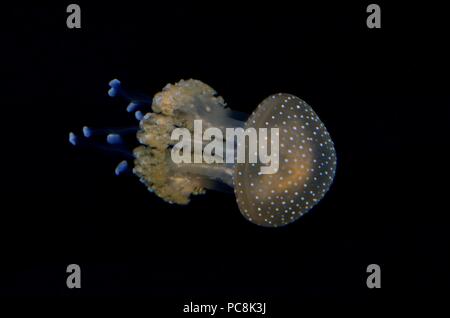 white-spotted jellyfish, Gepunktete Wurzelmundqualle, Phyllorhiza punctata Stock Photo