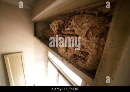 Huge old wasp nest inside a house on some pipes (Wasp nest inside a house loft) Stock Photo