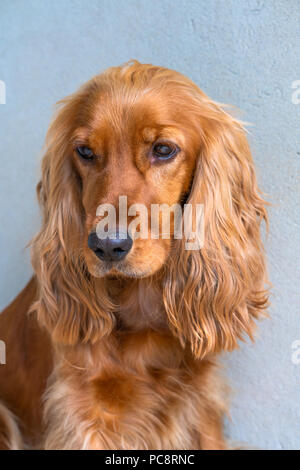 Portrait of a brown cocker spaniel dog resting on the patio in the garden - selective focus Stock Photo