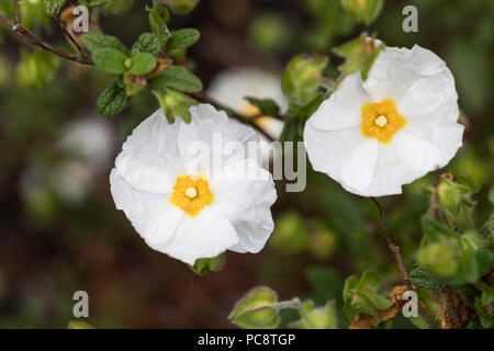 Close up  of a white Cistus x obtusifolius 'Thrive' / Rock Rose flowering in an English garden Stock Photo