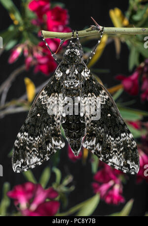 Rustic Sphinx Moth Newly Emerged & Pumping Up Wings Manduca rustica rustica dorsal Stock Photo