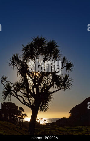 Sun setting behind a cabbage tree, west coast, New Zealand Stock Photo
