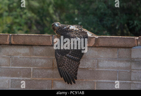 Young Red-Tailed Hawk, Buteo jamaicensis - Sleeping it off... Unusual behavior. Stock Photo