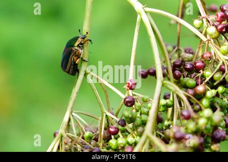 June bug on its way to feast on a cluster of elderberries at Yates Mill County Park in Raleigh North Carolina Stock Photo